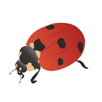 Red Ladybug top-side view Stock Illustration