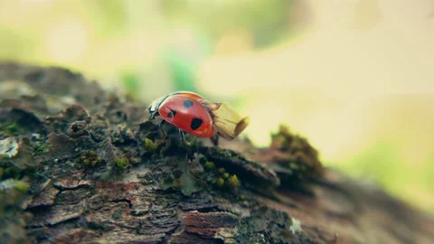 The red ladybug is trying to spread its wings and fly away 스톡 동영상 219645329
