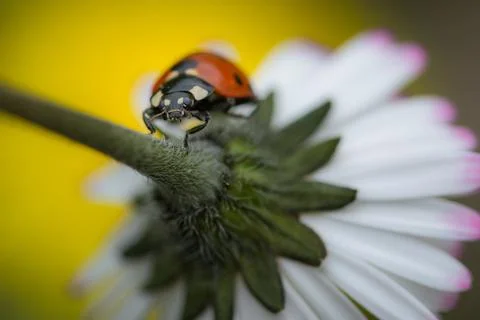 Red ladybug walking along the stem of a daisy, seen from below. Ladybug Stock Photos