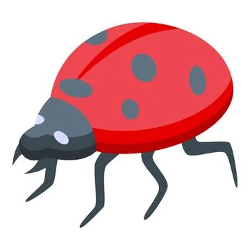 Red ladybug walking with black spots and legs isometric view Stock Illustration