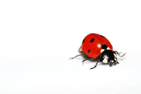 Red ladybug on white background right Stock Photos