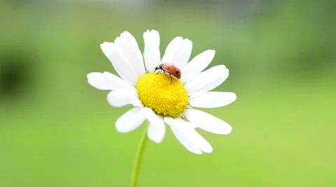 Red ladybug on white daisy Stock Footage 67249001