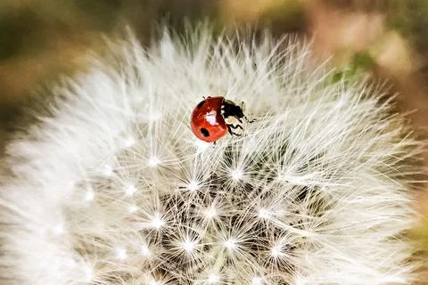Red ladybug on a white dandelion. Fluffy Stock Photos