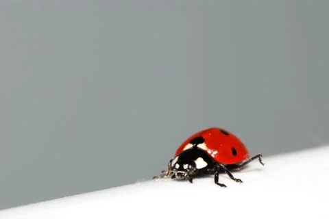 Red ladybug on white diagonal surface Stock Photos