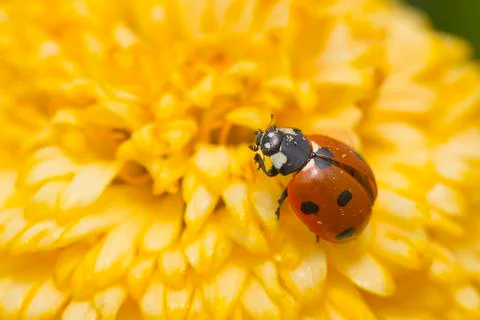 Red ladybug on a yellow flower Fotos de archivo