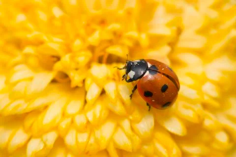 Red ladybug on a yellow flower Stock Photos
