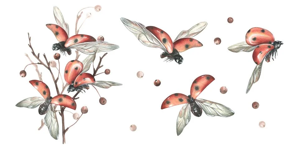Red ladybugs with black dots flying with apple tree branches. Hand drawn Stock Illustration
