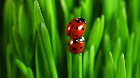 Red Ladybugs on green leaves Видео 10523802
