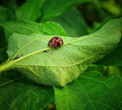 Red ladybugs Stock Photos
