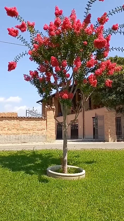 Red Lagerstroemia in the wind Stock Footage 271625405
