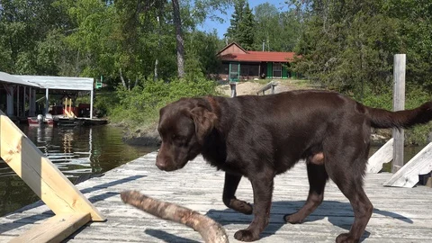 RED LAKE CANADA-2015: Dark Brown Dog Standing in Pool Playing in Water Video stock 129482017
