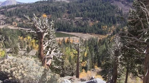 Red Lakes Ca Vídeo Stock 42611023