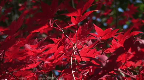 Red lall leaf zoom Stock Footage 737155