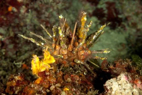 Red lance urchin, Small lance sea urchin, Stylocidaris affinis Stock-Fotos