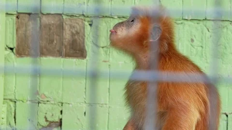 Red langur in the zoo. Stock Footage 80221546
