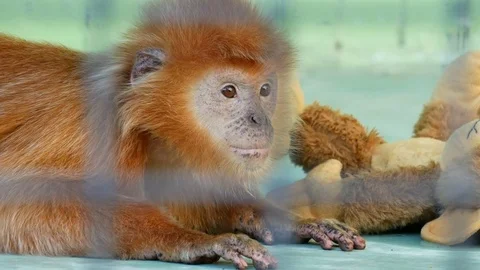 Red langur in the zoo. Stock Footage 80221594