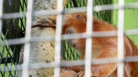 Red langur in the zoo. Stock Footage 80221640