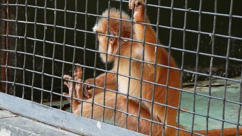 Red langur in the zoo. Stock Footage 80283242