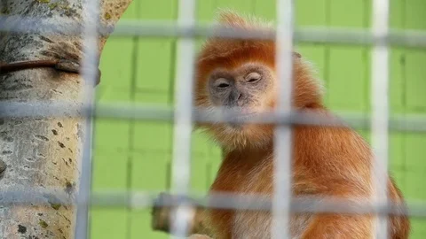 Red langur in the zoo. Stock Footage 80283248