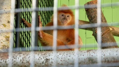 Red langur in the zoo. Stock Footage 80283266