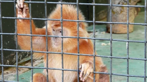 Red langur in the zoo. Stock Footage 80283272