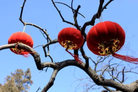 Red lantern and pink peach blossom hanging in the tree Stock Photos