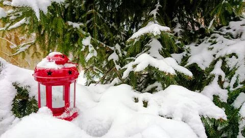 Red lantern on branches of spruce covered with snow Stock Photos
