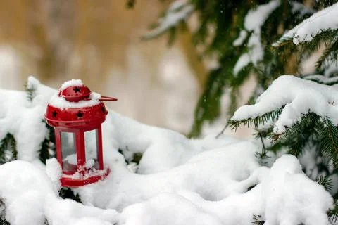 Red lantern on branches of spruce covered with snow Stock Photos