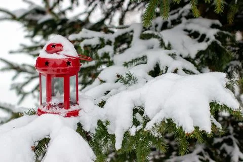 Red lantern on branches of spruce covered with snow Stock Photos