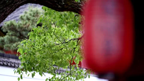 Red Lantern with Calligraphy Swaying in Breeze Amid Lush Greenery Stock Footage 336678764