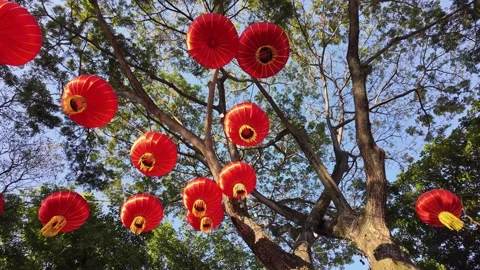 Red lantern decorations hanging in trees at george town Stock Footage 333032336