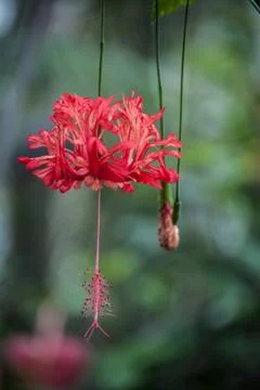 Red Lantern Stock Photos