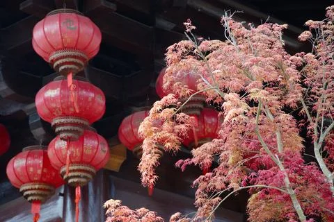 Red Lanterns and Autumn Maple Foliage at a Traditional Wooden Temple Pavilion Stock Photos