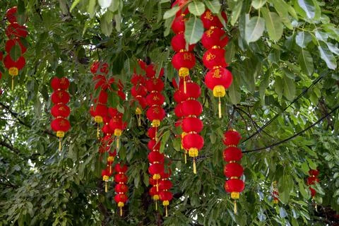 Red lanterns hanging on tree branches during daylight Bangkok Stock Photos