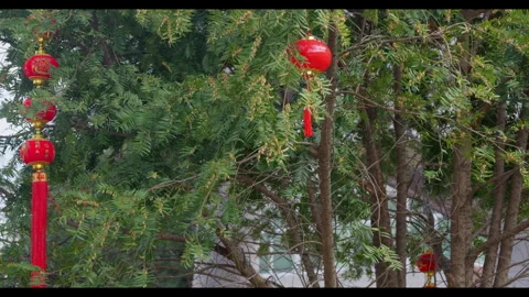 Red lanterns hanging in tree, no people Stock Footage 329768930
