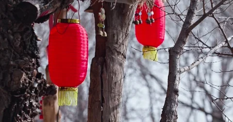 Red lanterns hanging from the trees swayed in the wi Vídeo Stock 256864810