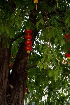 Red lanterns in leafy banyan tree Bangkok Thailand Stock Photos