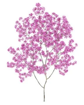 Red lapacho tree isolated on white background. 3d illustration Stock Illustration