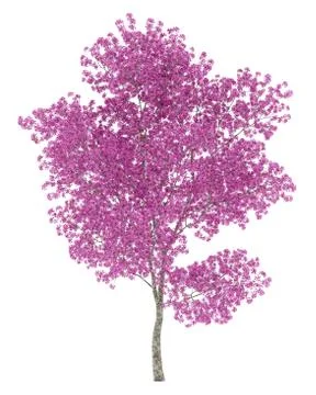 Red lapacho tree isolated on white background. 3d illustration Illustrazione stock