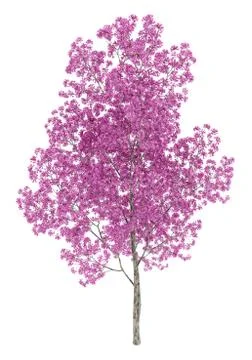 Red lapacho tree isolated on white background. 3d illustration Illustrazione stock