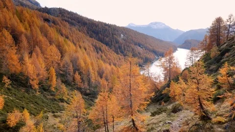 Red larch trees on the slope of a valley. Stock Footage 119334544
