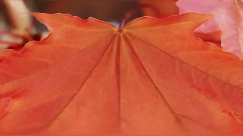 Red large autumn leaf swaying with wind Stock Footage 321001375