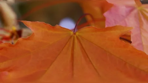 Red large autumn leaf swaying with wind Stock Footage 321001387