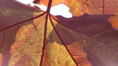 Red large autumn leaf swaying with wind Stock Footage 321001388