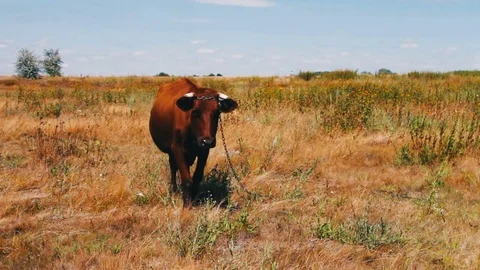 A red large cow is eating grass in meadow. An agricultural animal is grazing Stock Footage