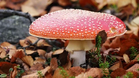 Red large fly agaric in the polar tundra. Stock Footage 291385553