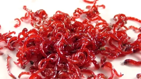 Red larvae on a white background Stock Footage 83289575