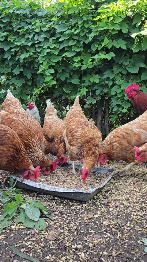 Red laying hens eat grain in traditional free range poultry yard outside. Vertic Vídeo Stock 338322245