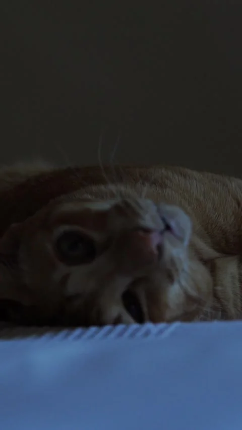 Red lazy cat is laying on the bed at Stock Video Pond5