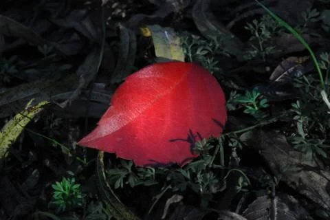 Red Leaf 2 Stock-Fotos